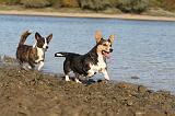 CORGI CARDIGAN 222
